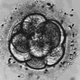 Illustration for article titled Baby Born From 20-Year-Old Frozen Embryo